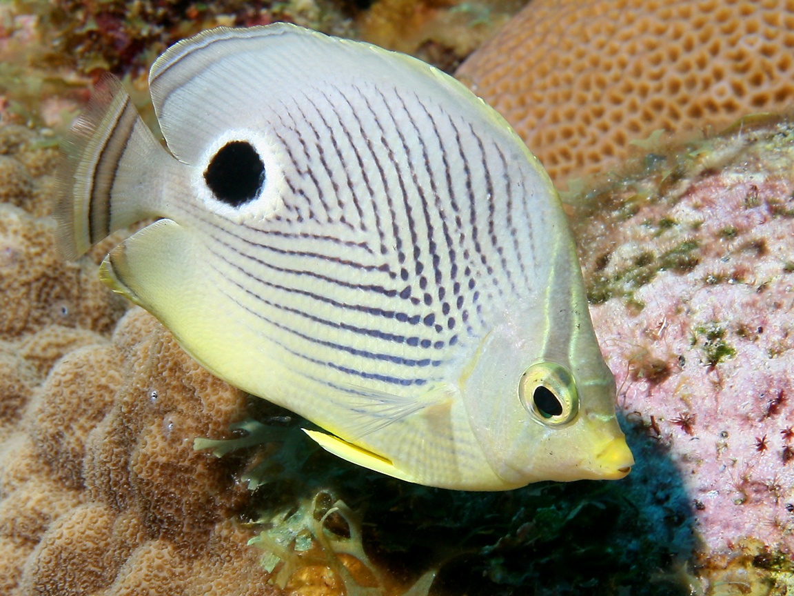 Butterflyfish Wallpapers