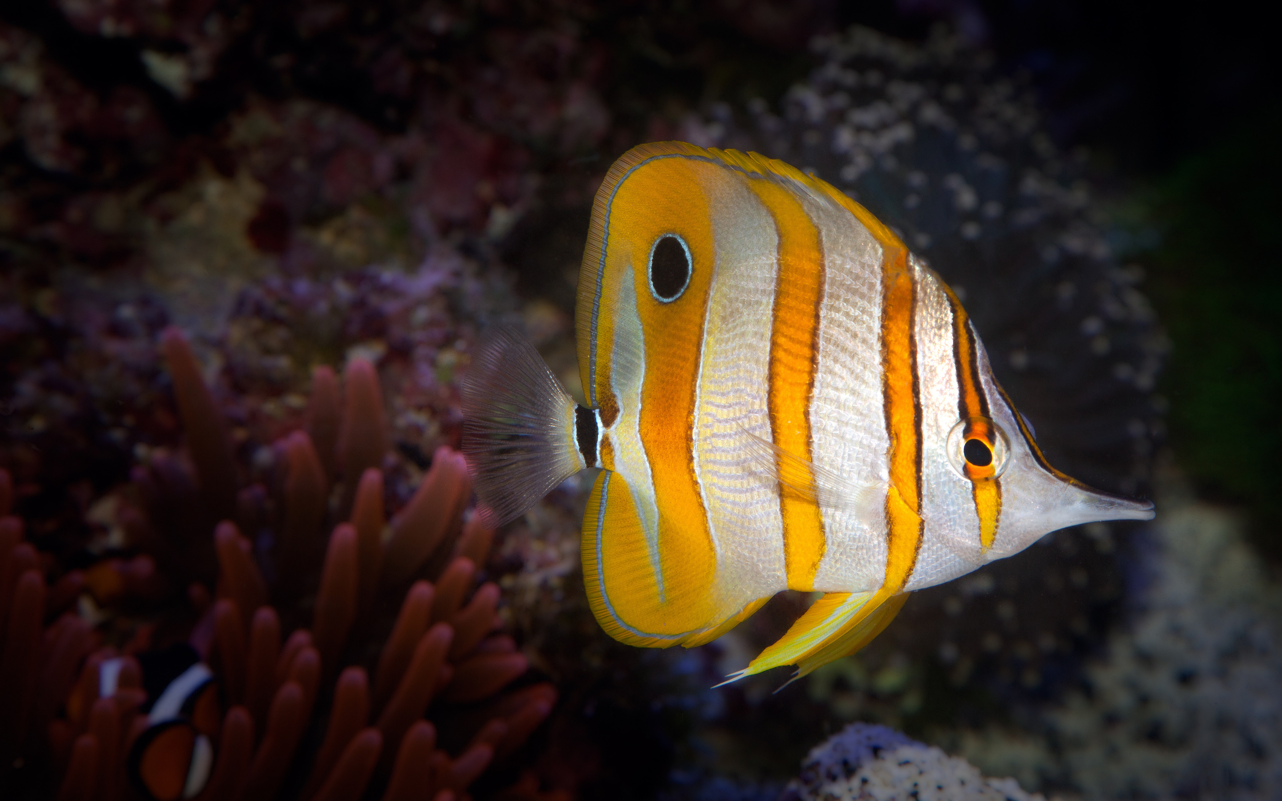 Butterflyfish Wallpapers