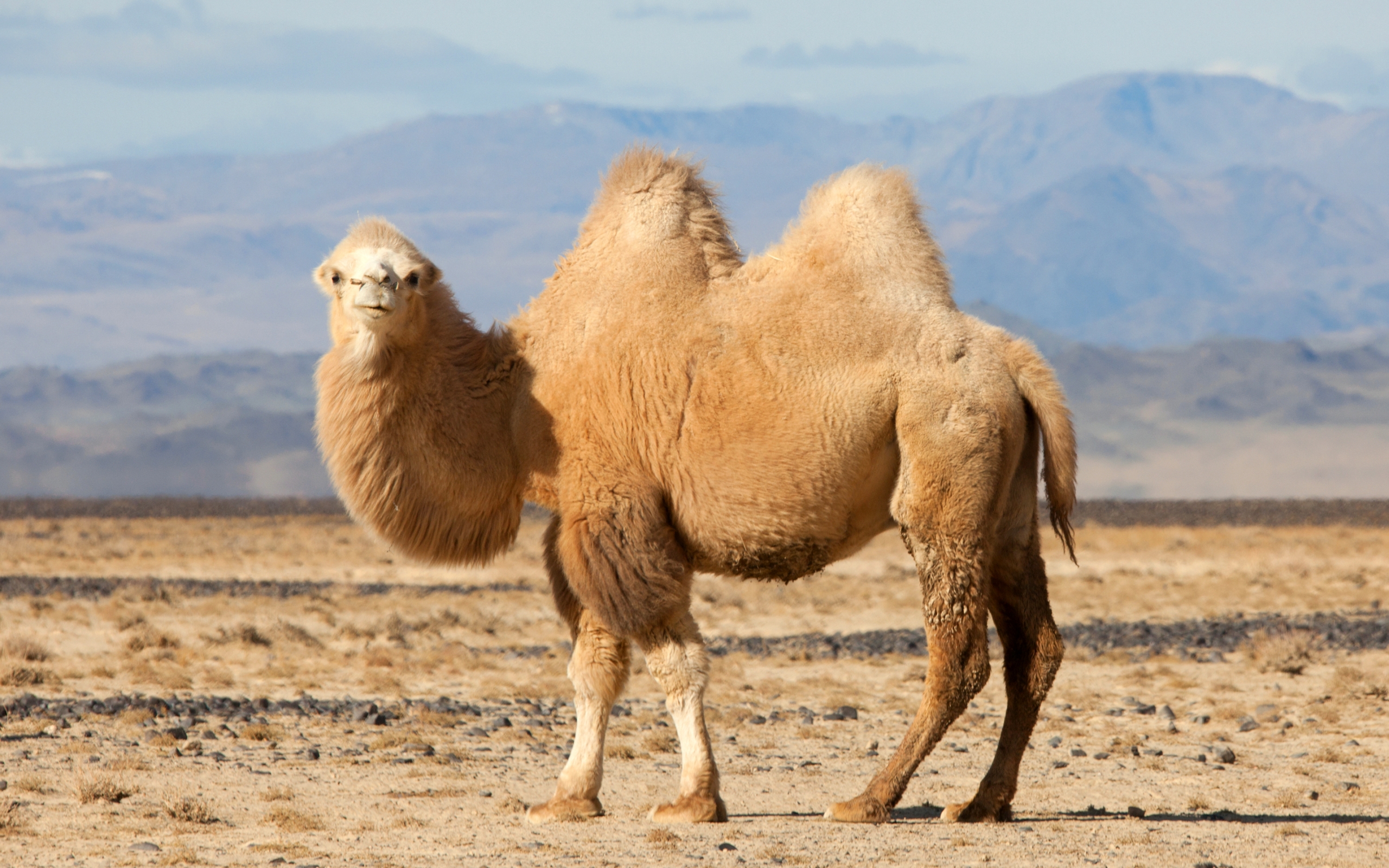 Camels Wallpapers