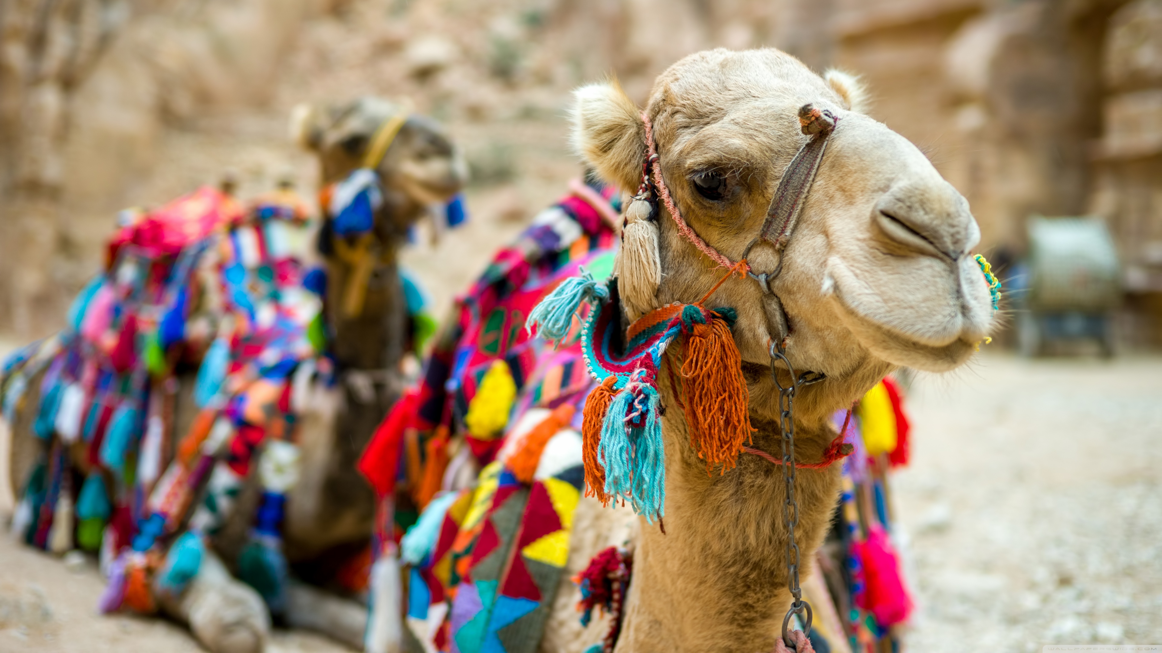 Camels Wallpapers