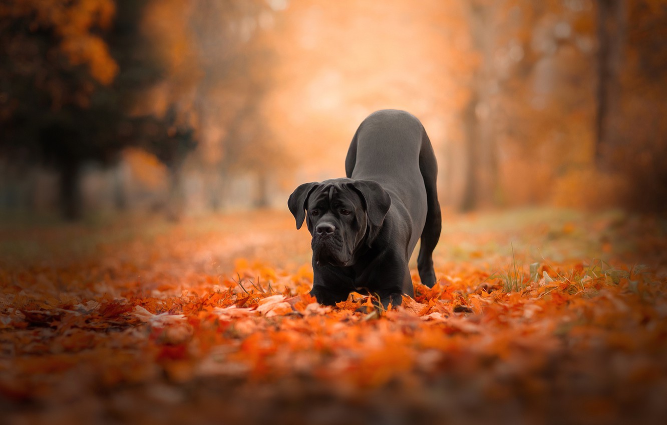 Cane Corso Wallpapers