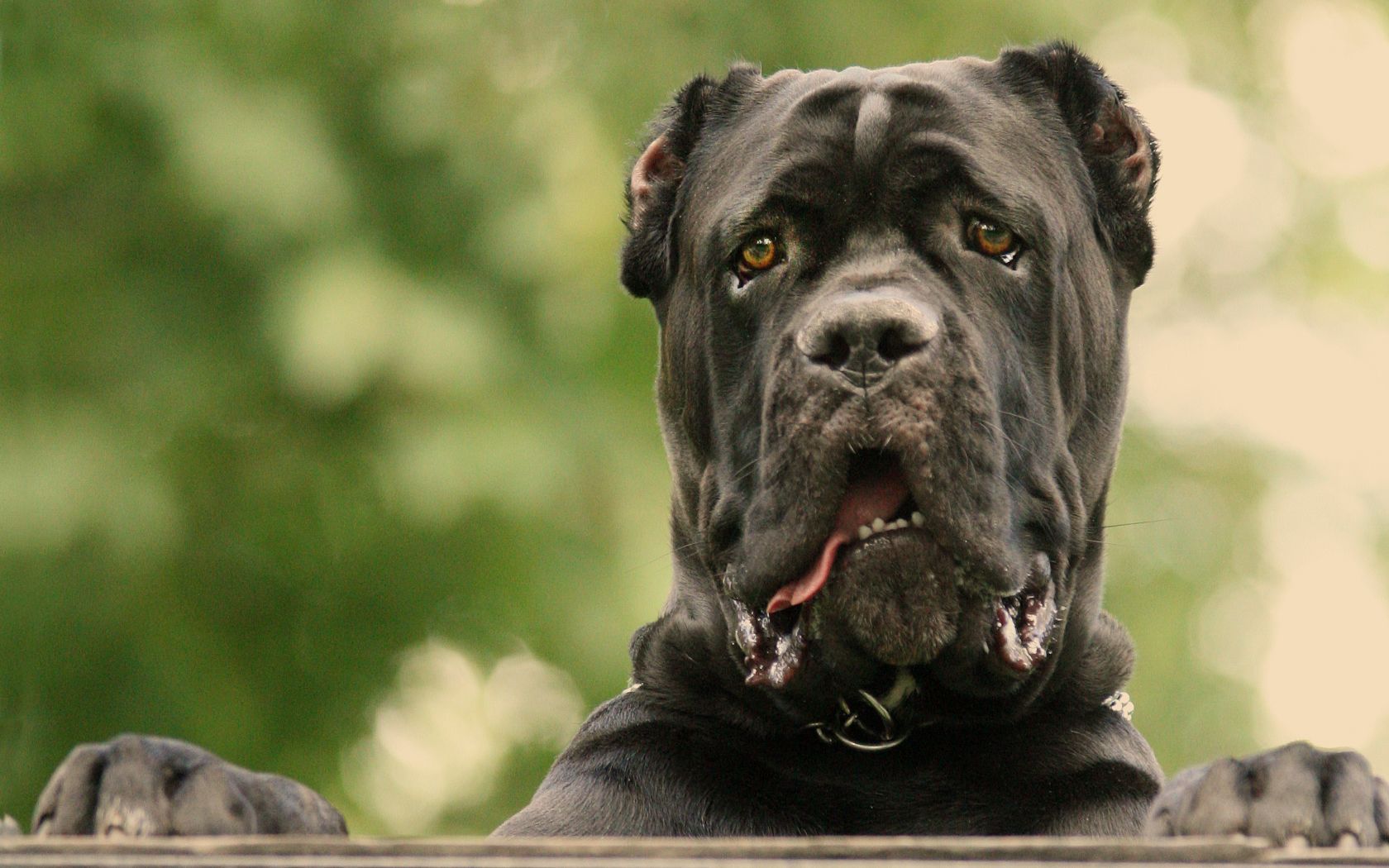 Cane Corso Wallpapers