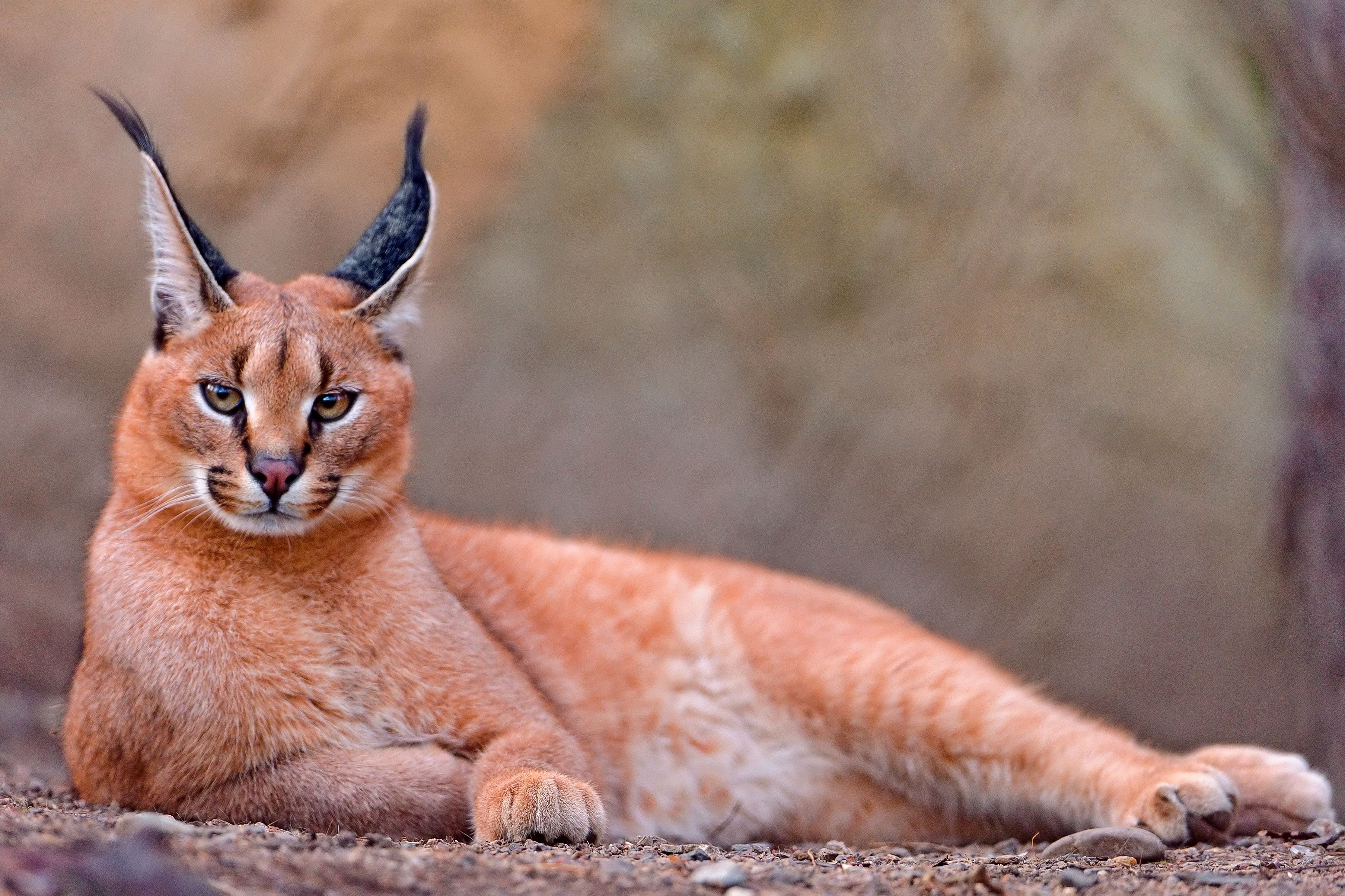 Caracal Wallpapers