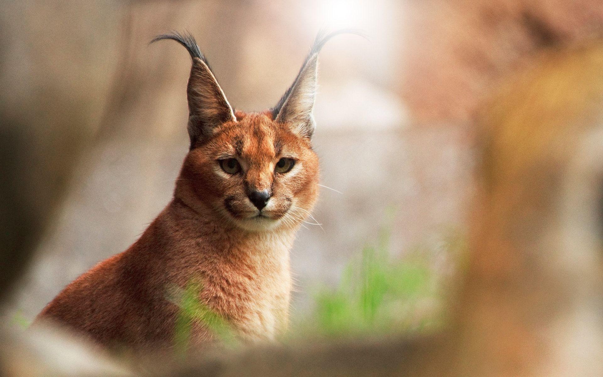 Caracal Wallpapers