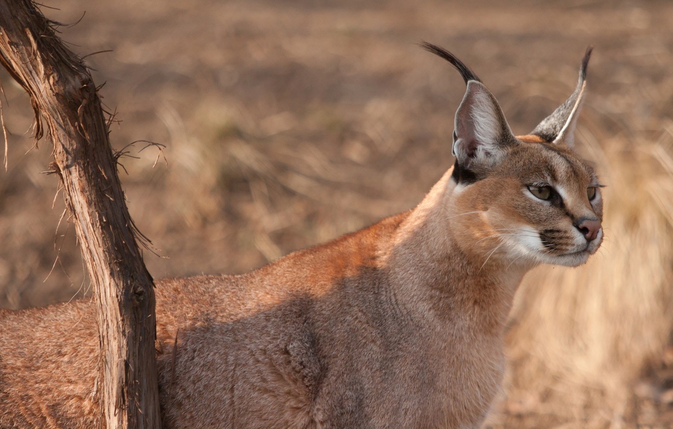 Caracal Wallpapers