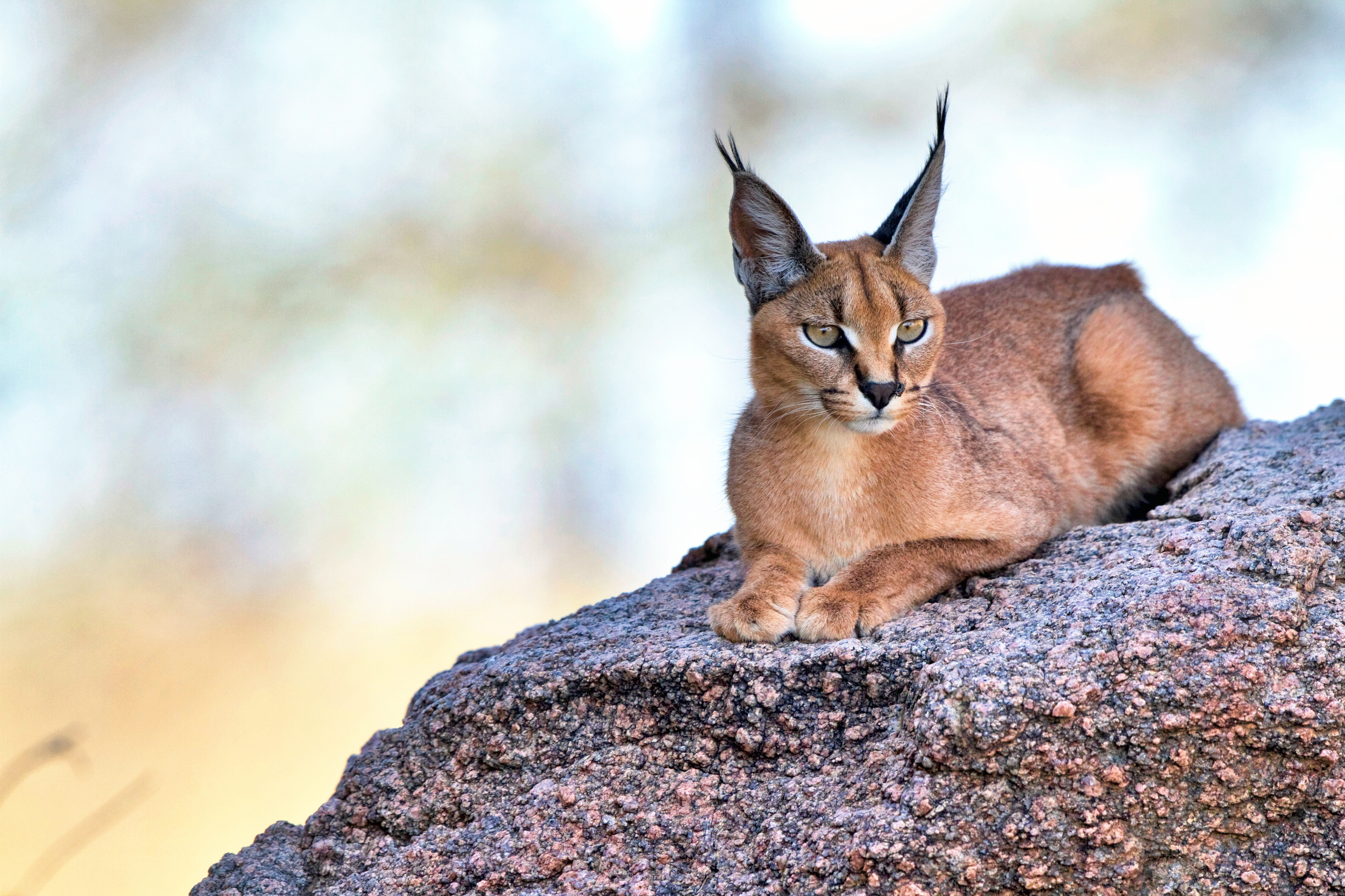 Caracal Wallpapers