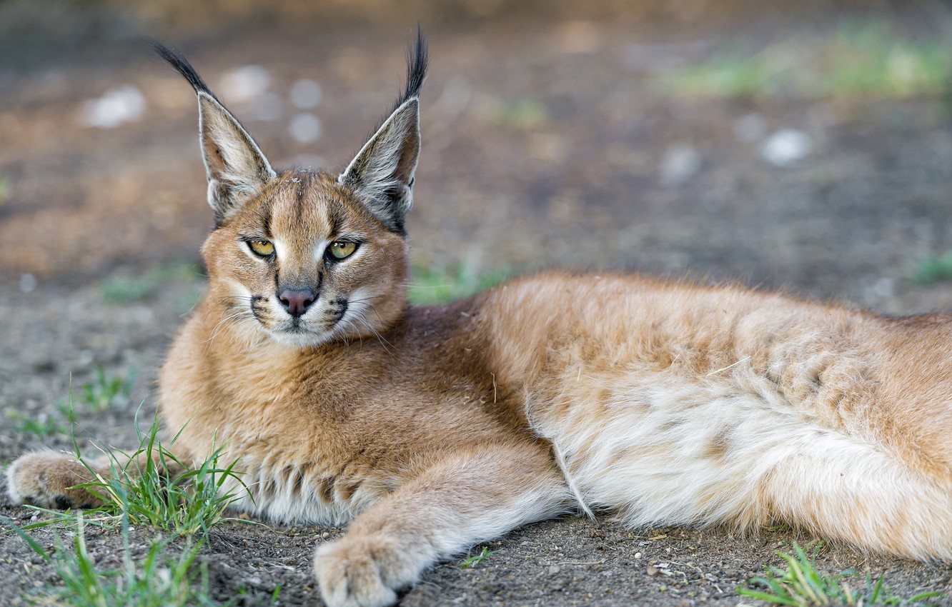 Caracal Wallpapers