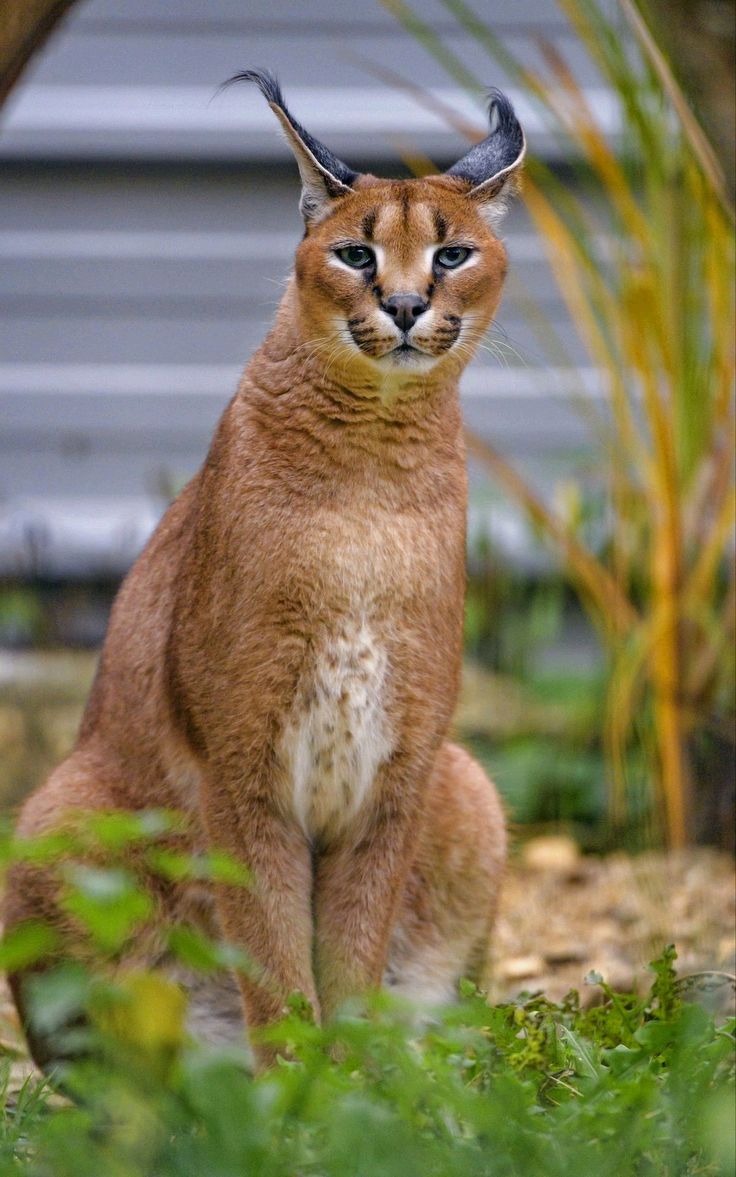 Caracal Wallpapers