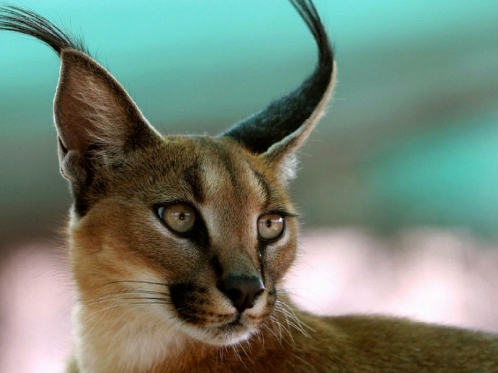 Caracal Wallpapers