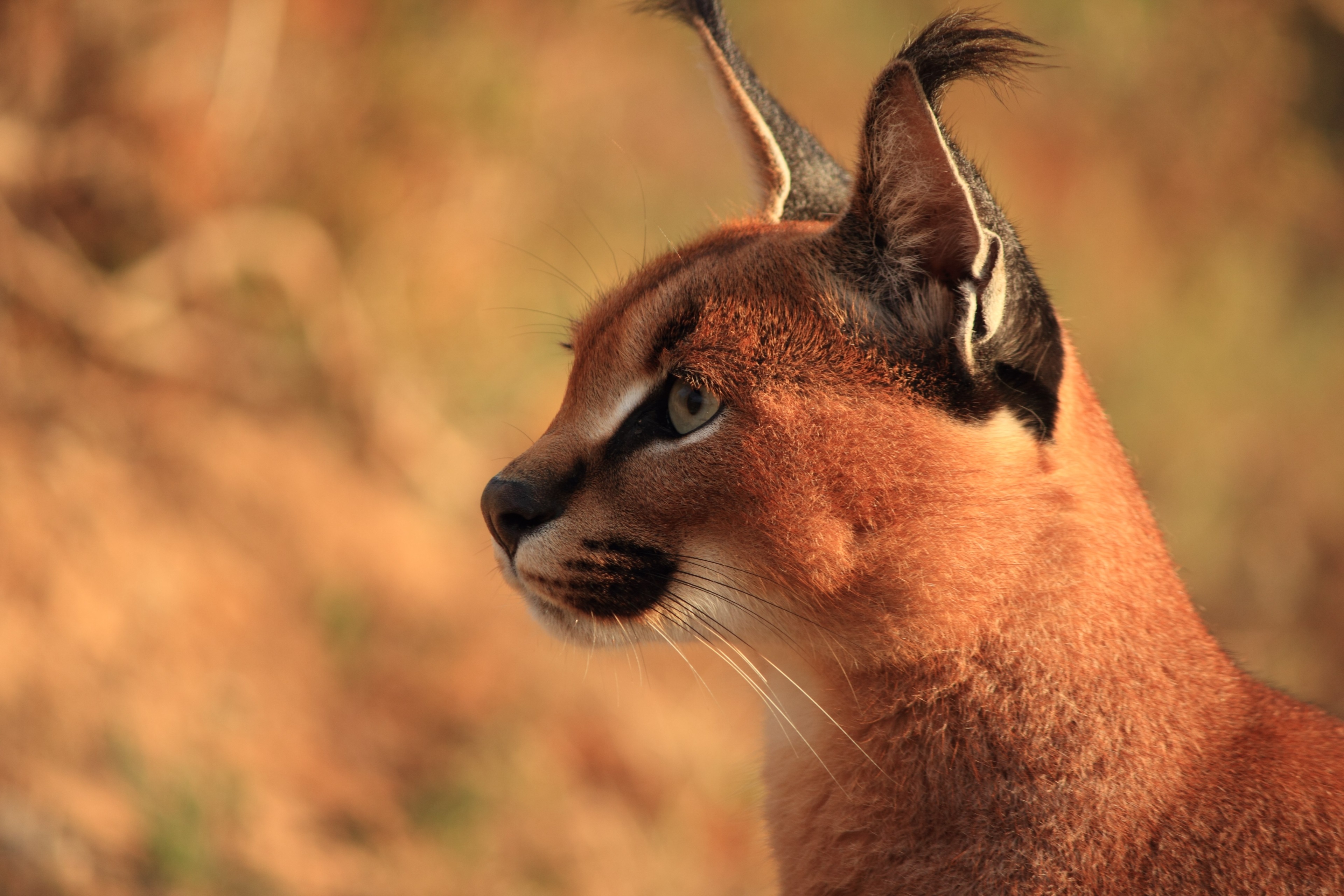 Caracal Wallpapers