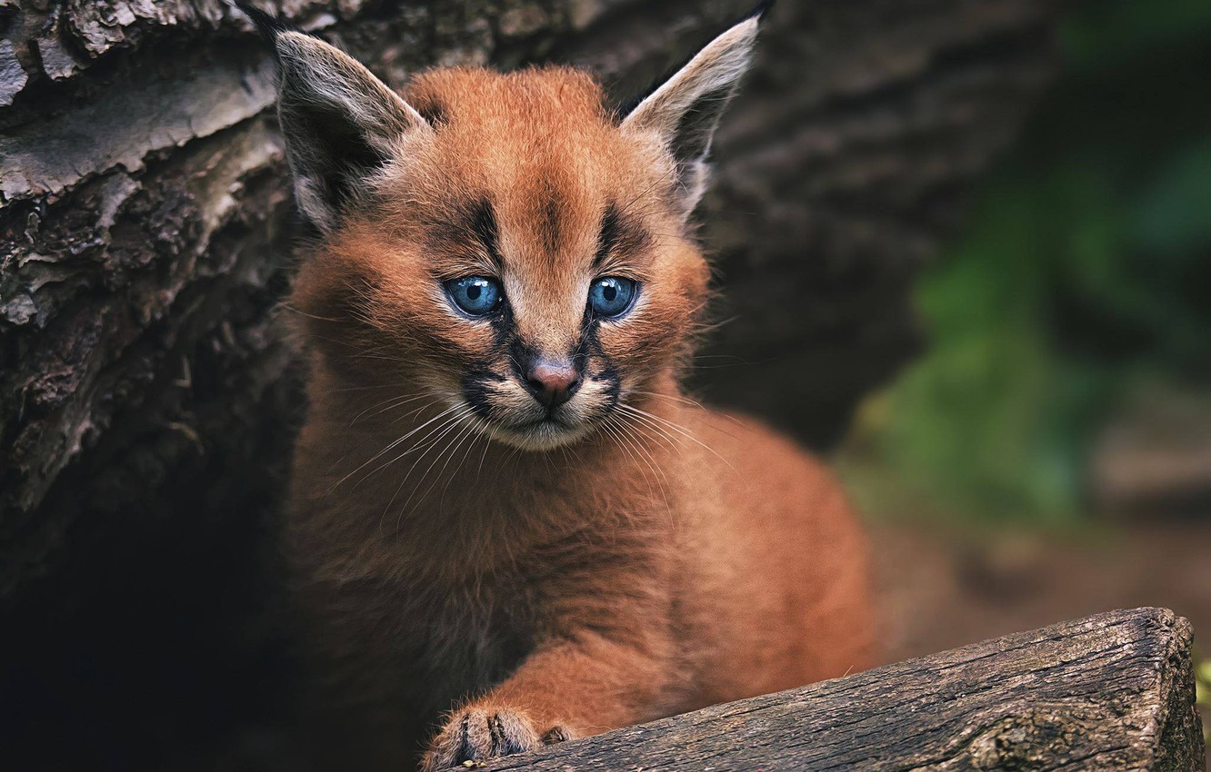 Caracal Wallpapers