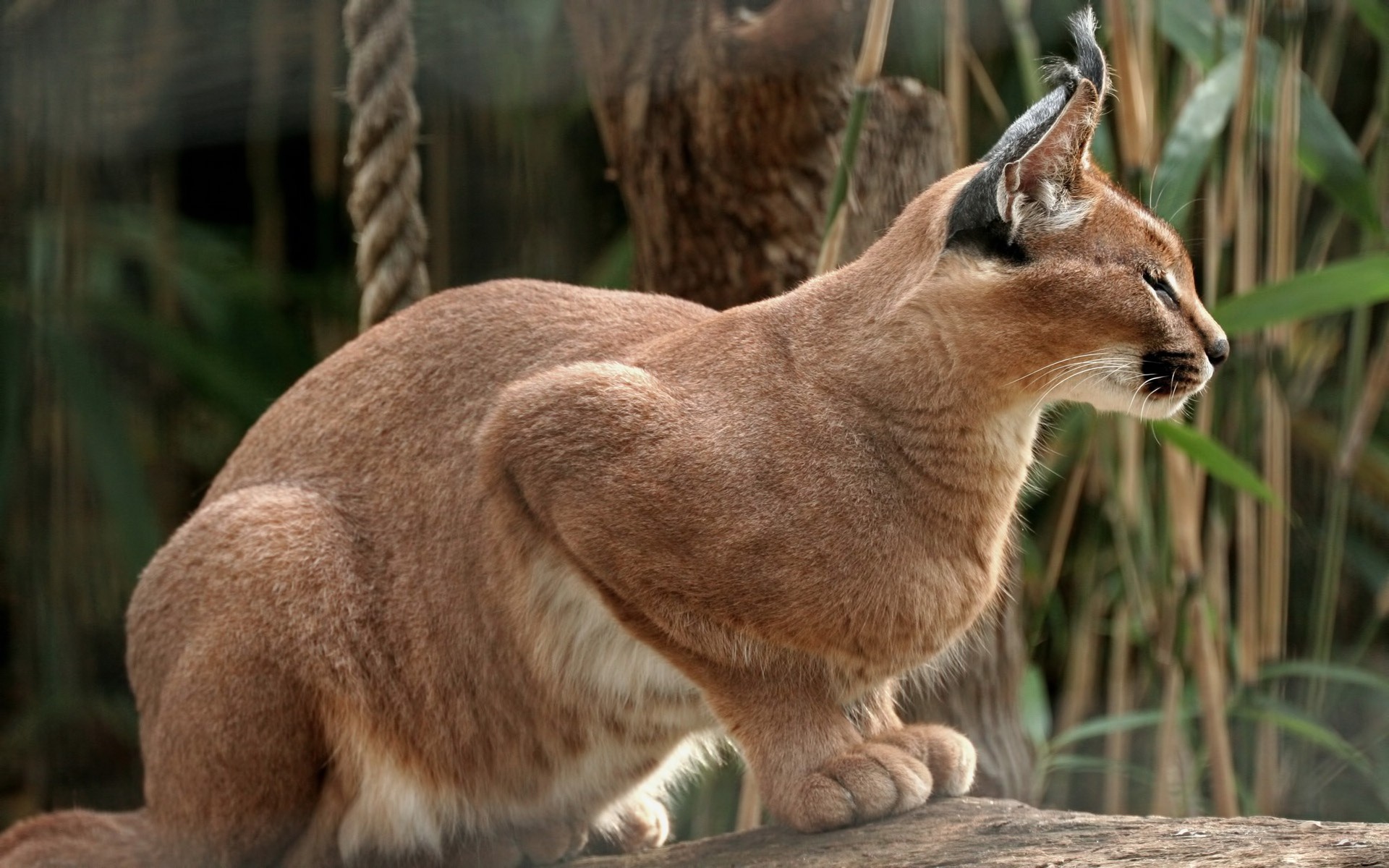 Caracal Wallpapers