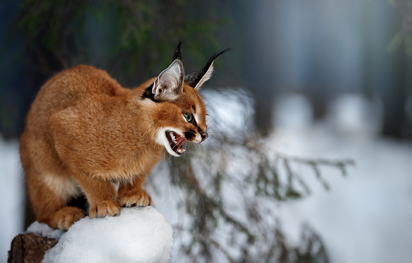 Caracal Wallpapers