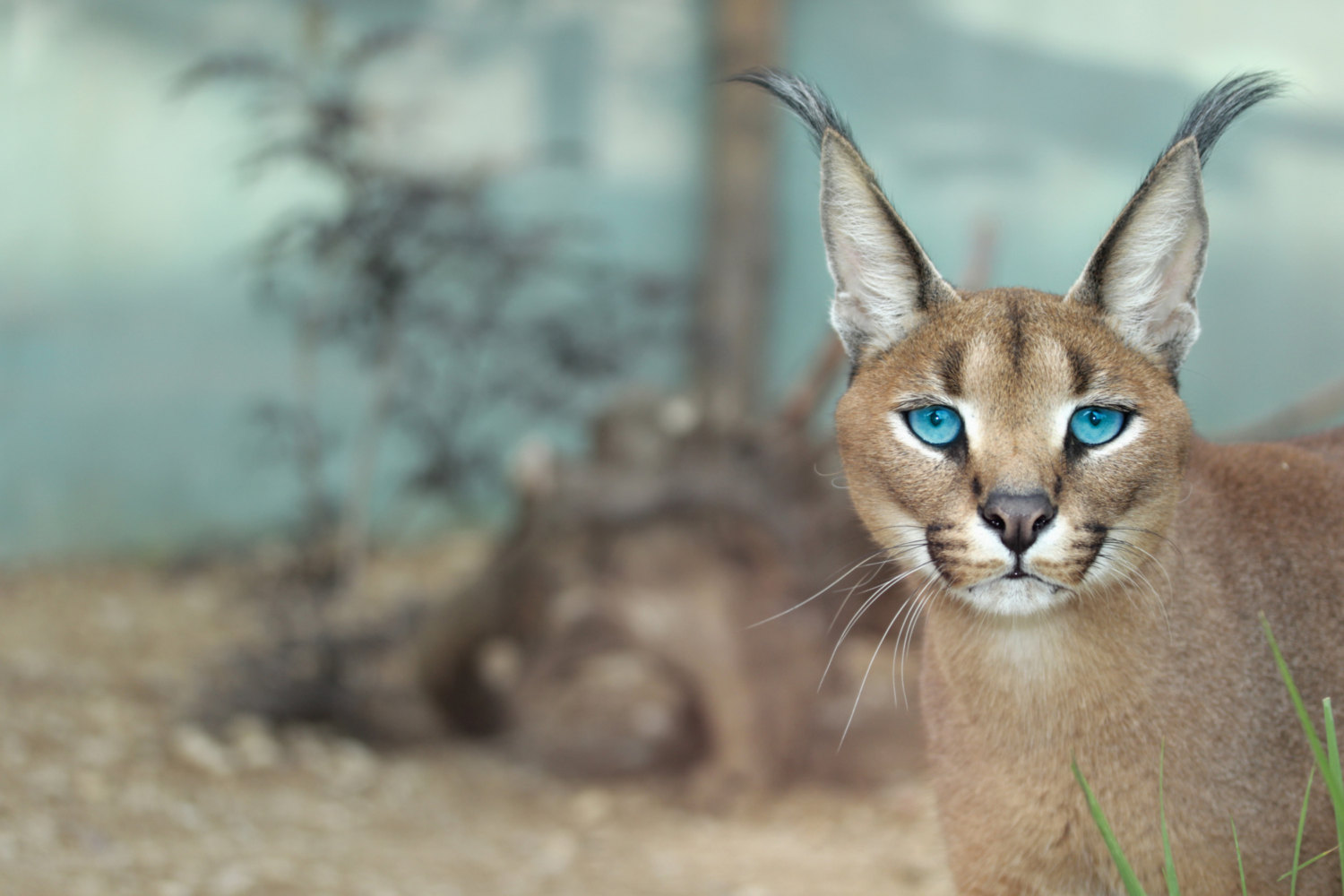 Caracal Wallpapers