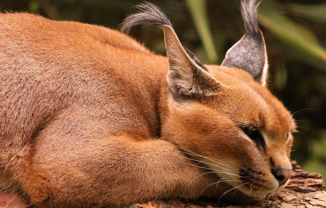 Caracal Wallpapers