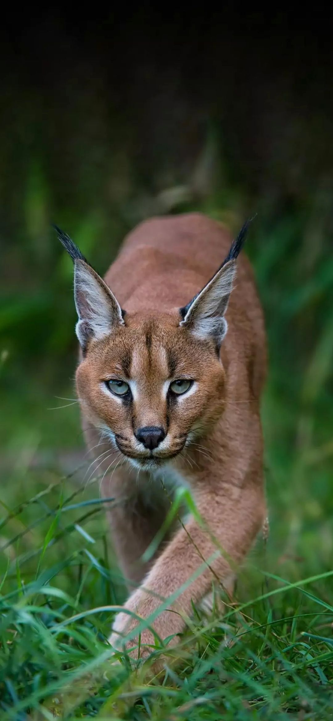 Caracal Wallpapers