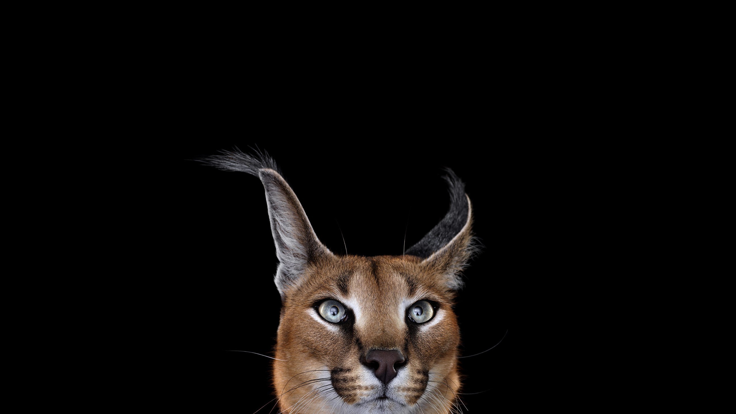 Caracal Wallpapers