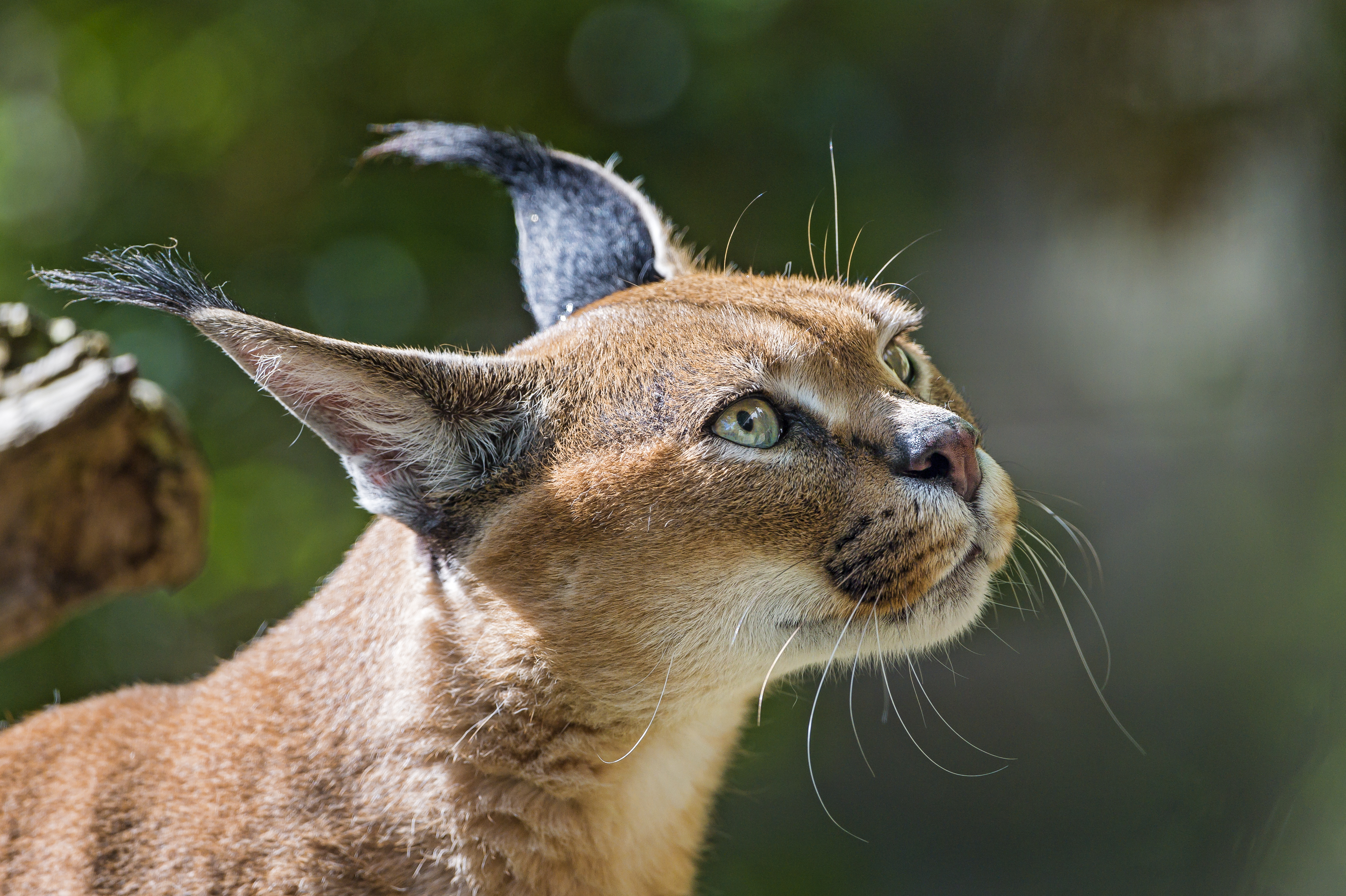 Caracal Wallpapers