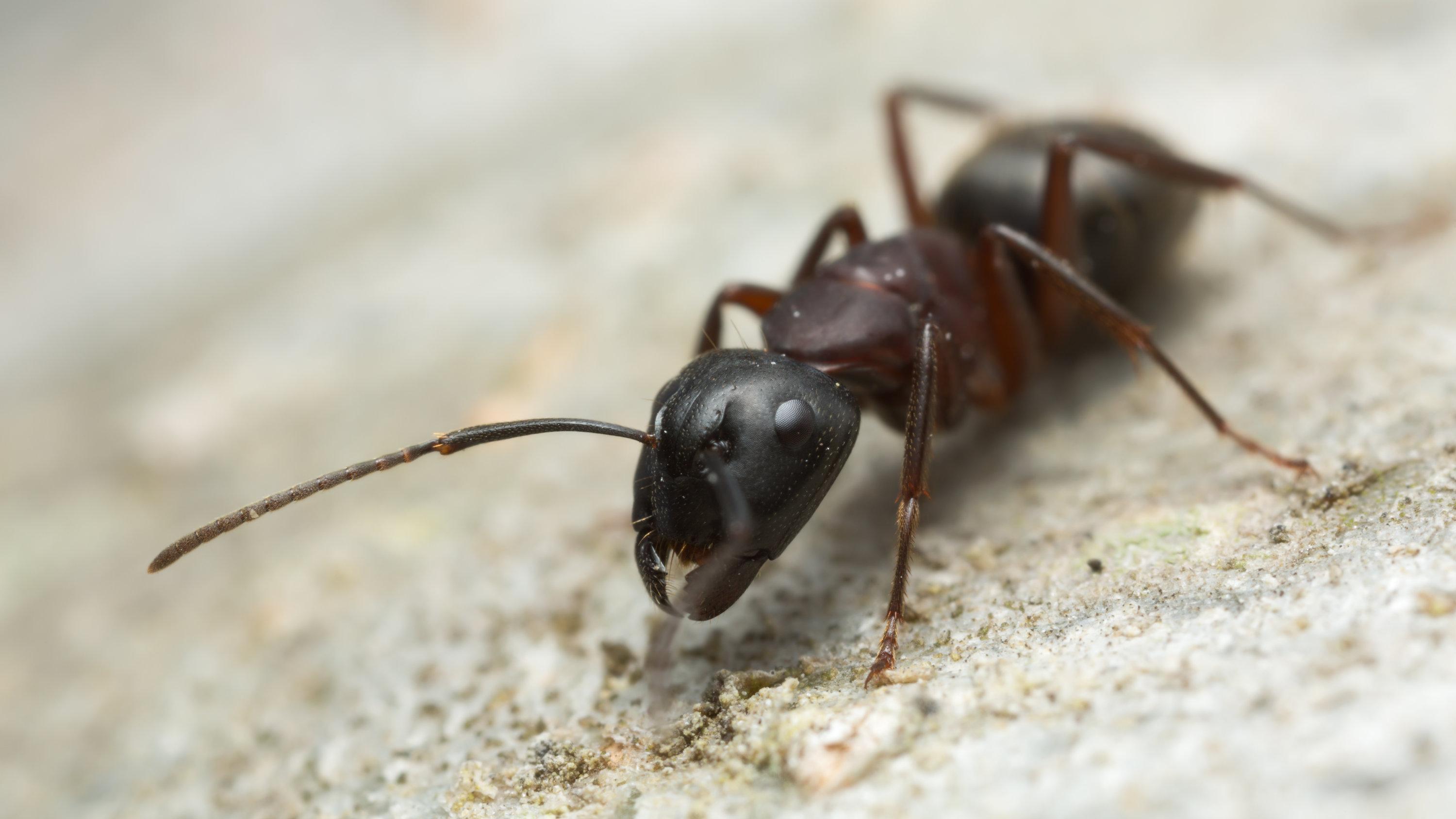 Carpenter Ant Wallpapers