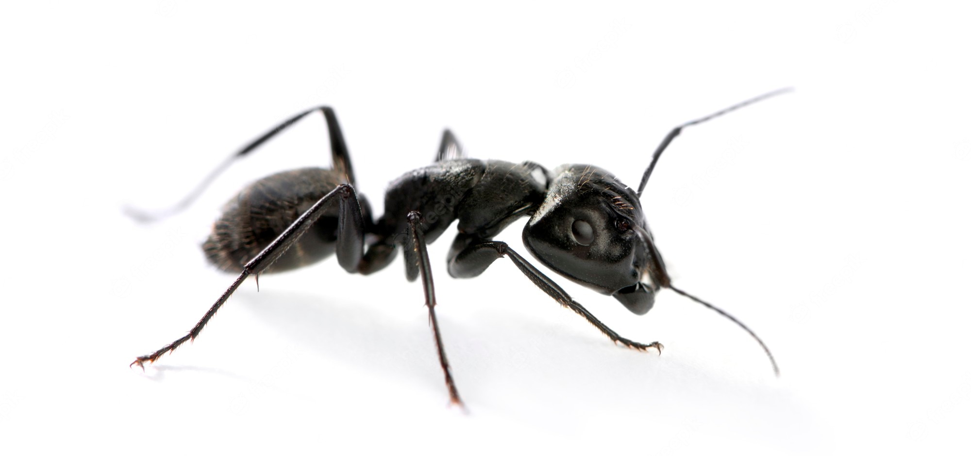 Carpenter Ant Wallpapers