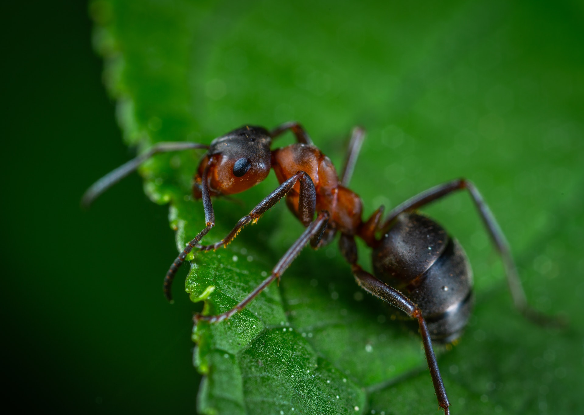 Carpenter Ant Wallpapers