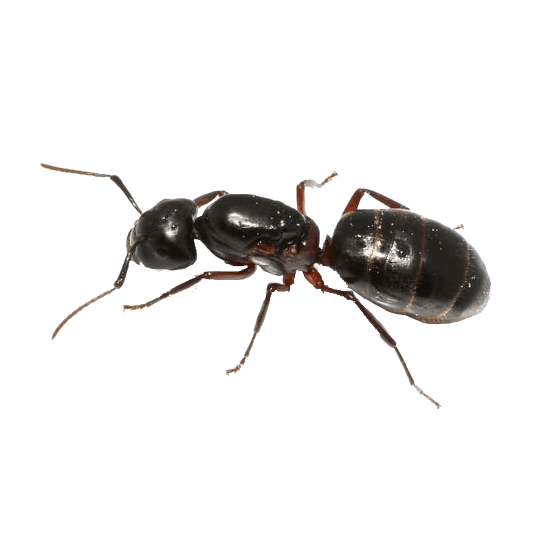 Carpenter Ant Wallpapers