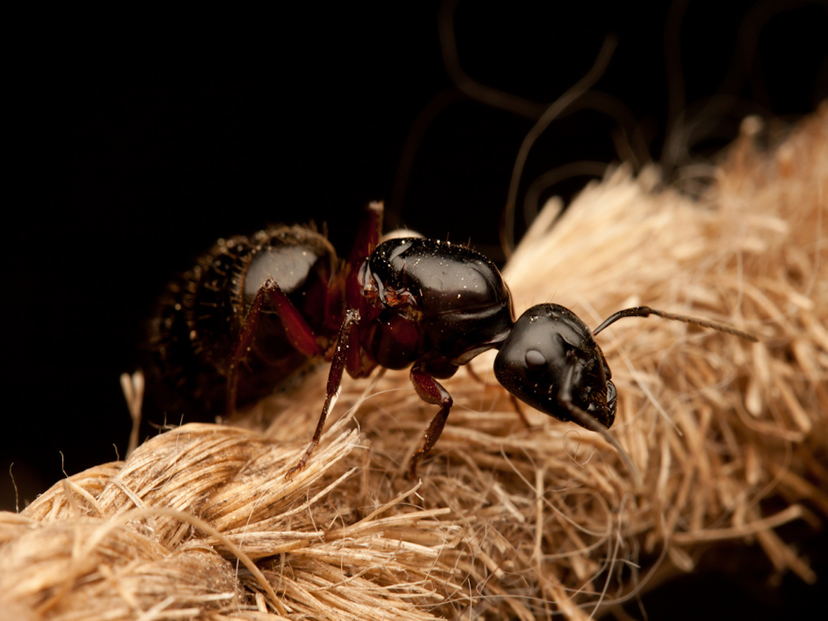 Carpenter Ant Wallpapers