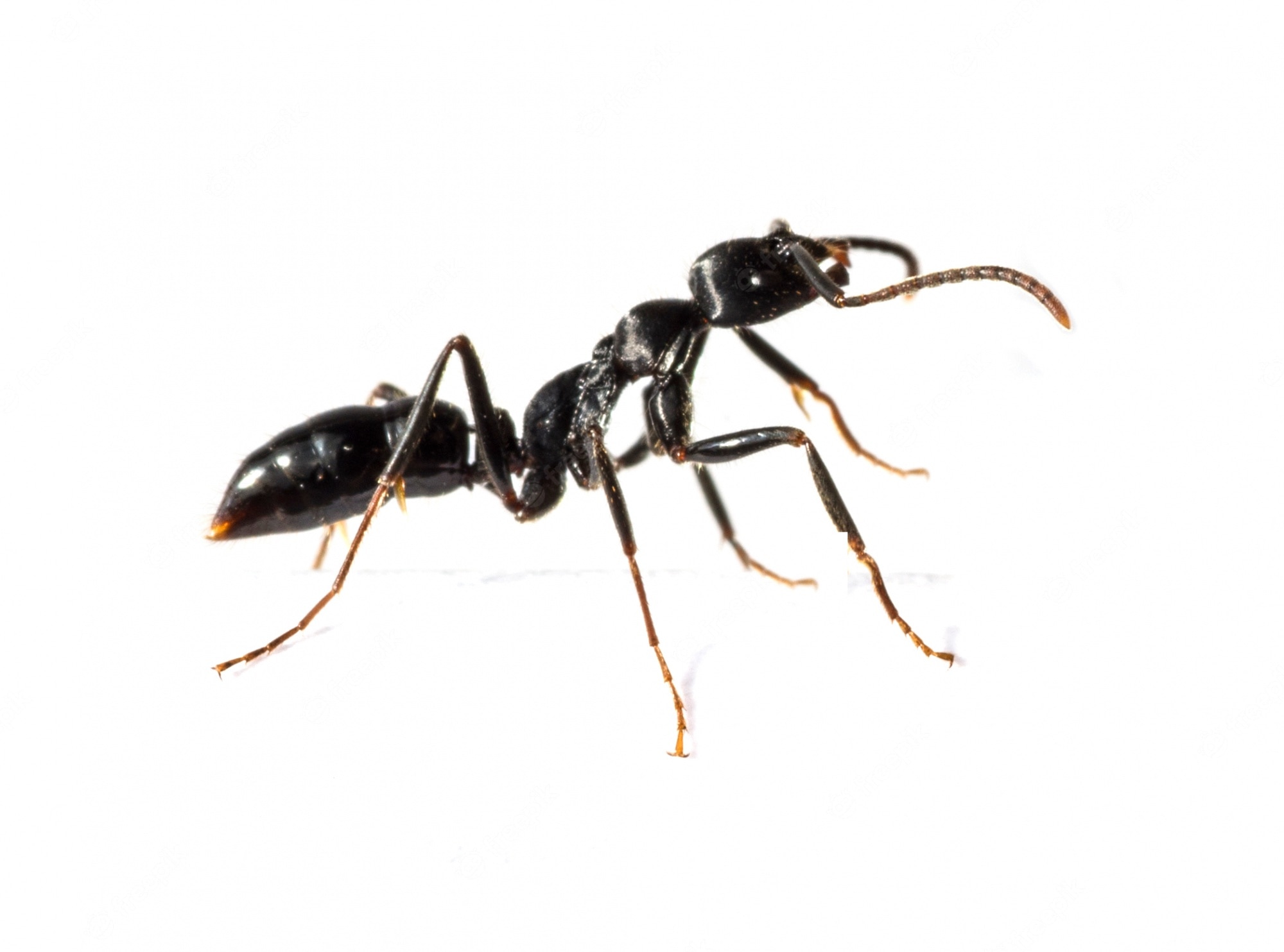 Carpenter Ant Wallpapers