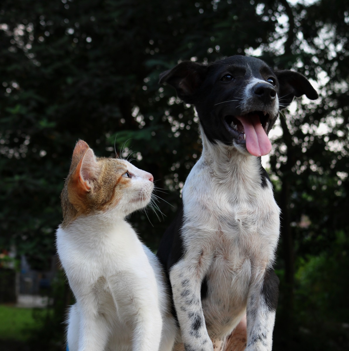 Cat And Dog Funny Wallpapers