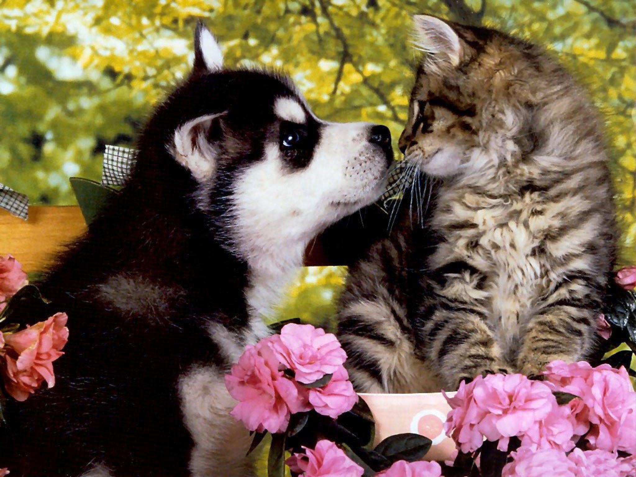 Cat And Dog Funny Wallpapers