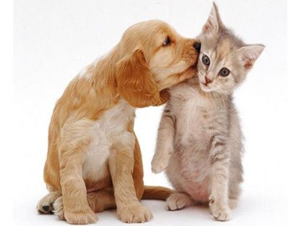 Cat And Dog Funny Wallpapers