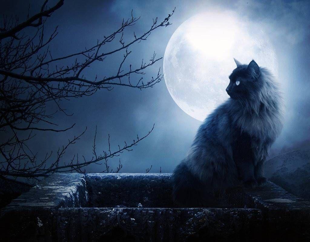 Cat And Moon Wallpapers