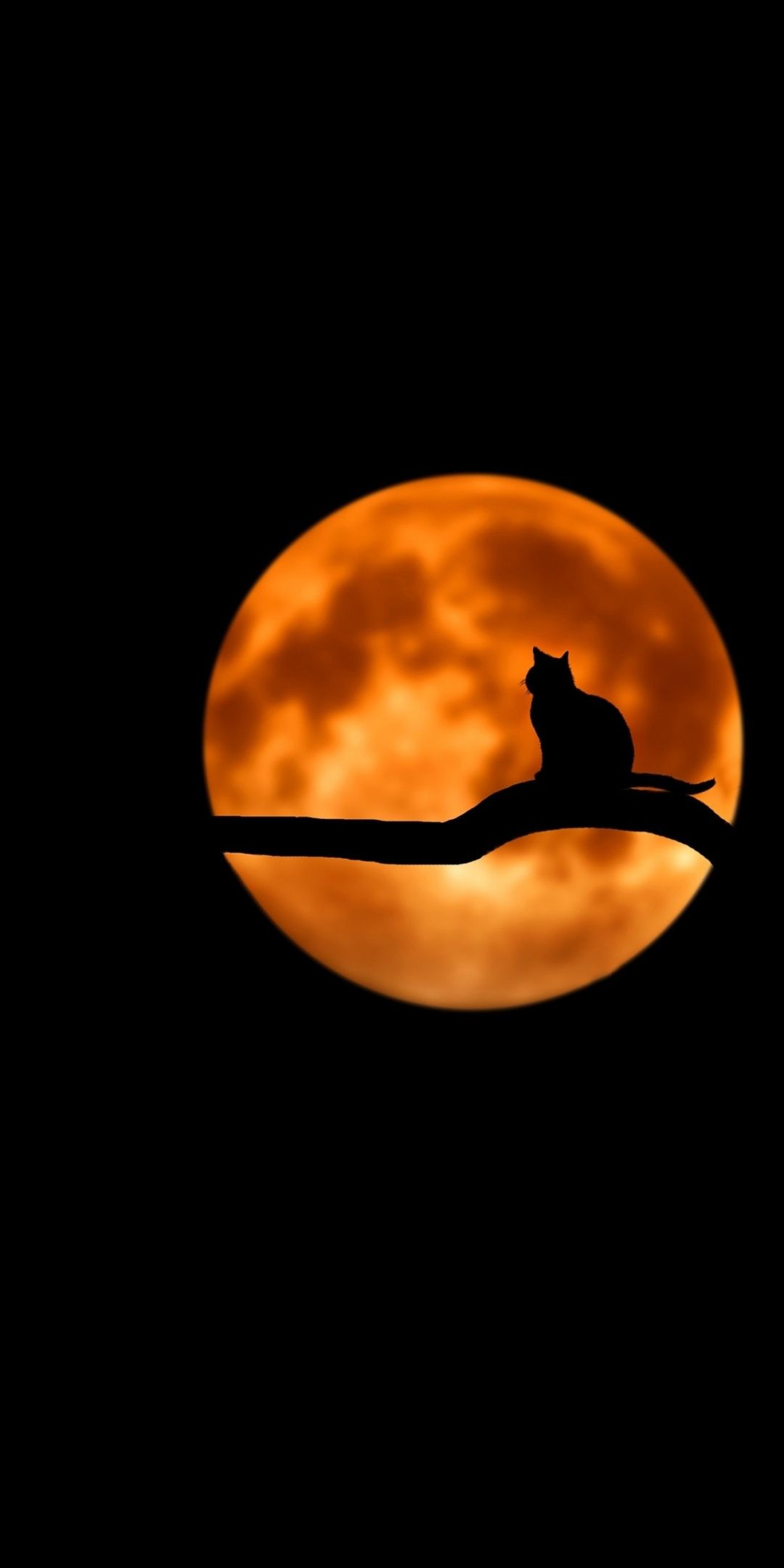 Cat And Moon Wallpapers