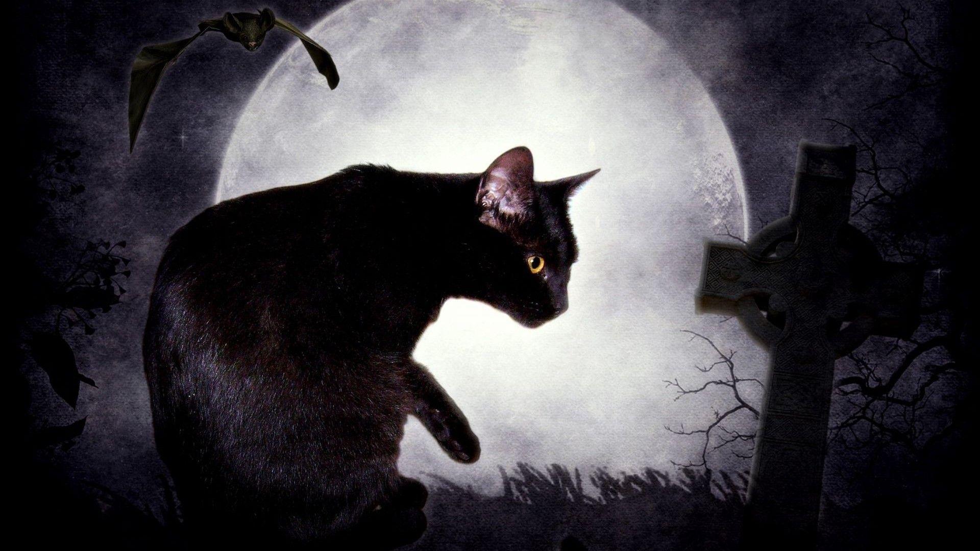 Cat And Moon Wallpapers