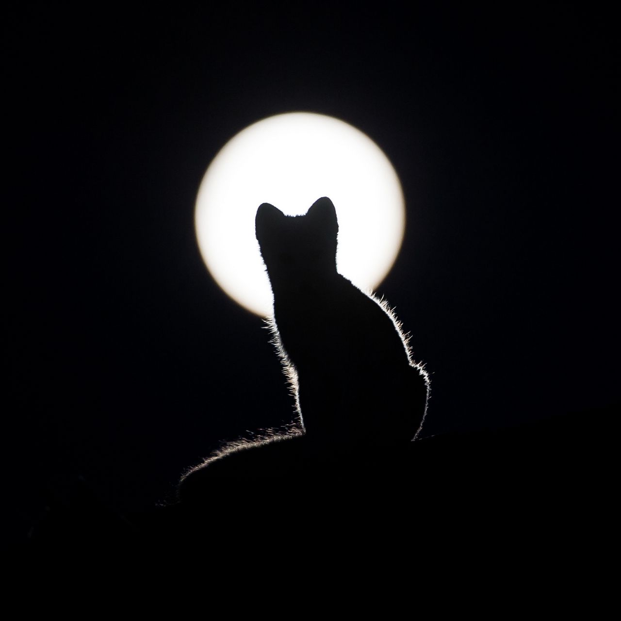 Cat And Moon Wallpapers