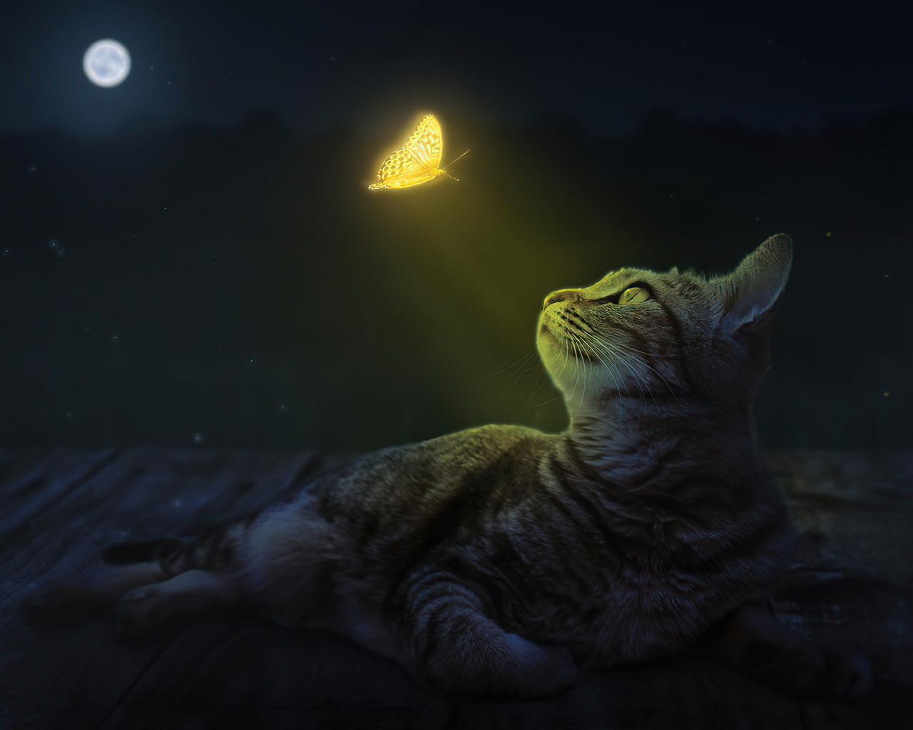 Cat And Moon Wallpapers
