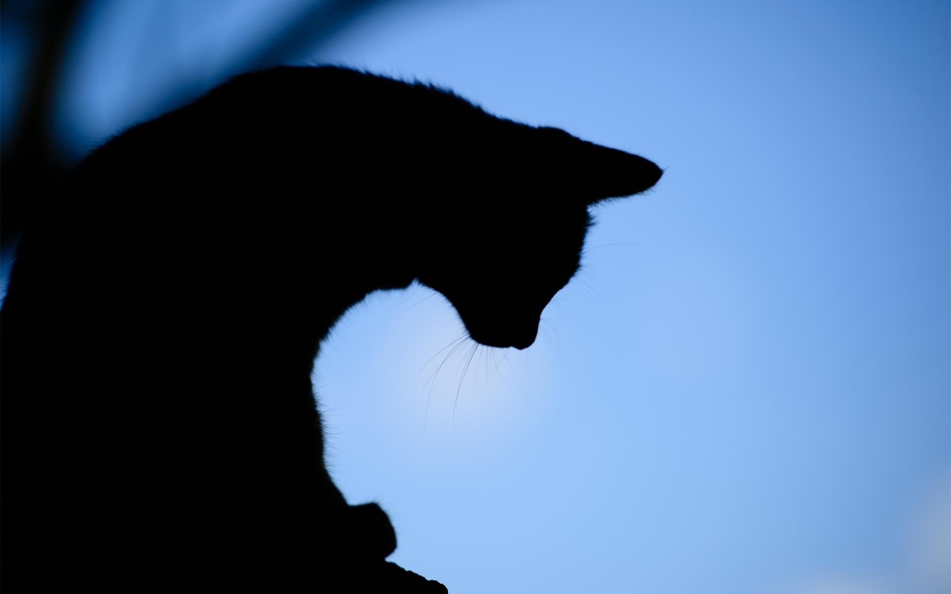 Cat And Moon Wallpapers