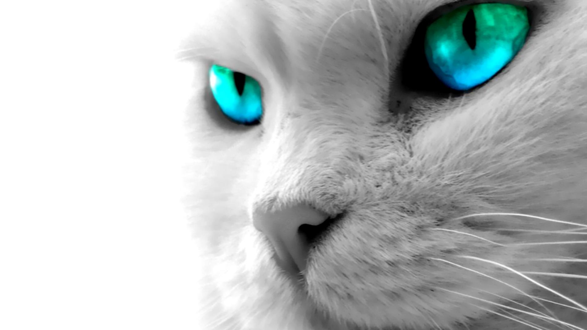 Cat Desktop Wallpapers