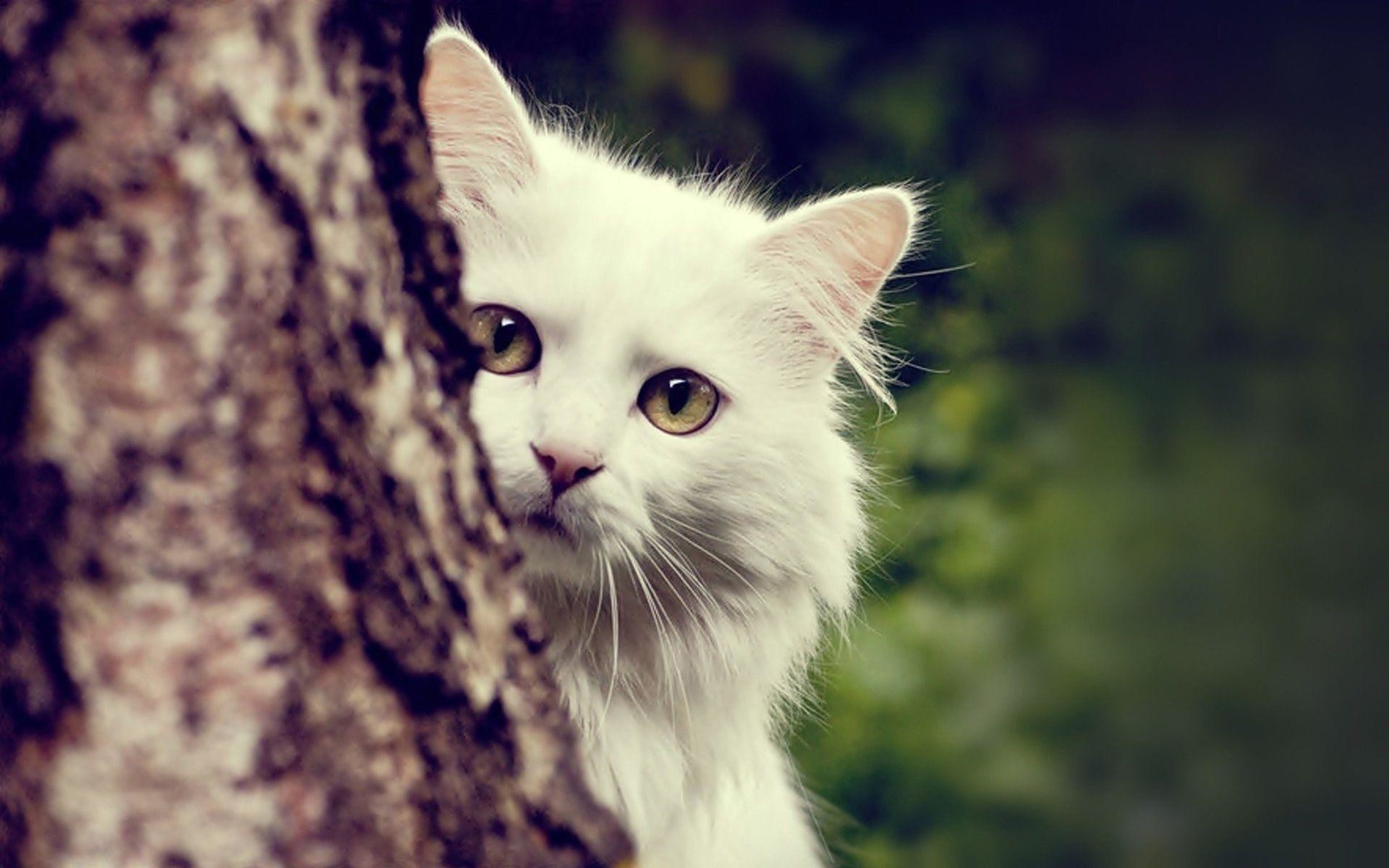 Cat Hd Wallpapers