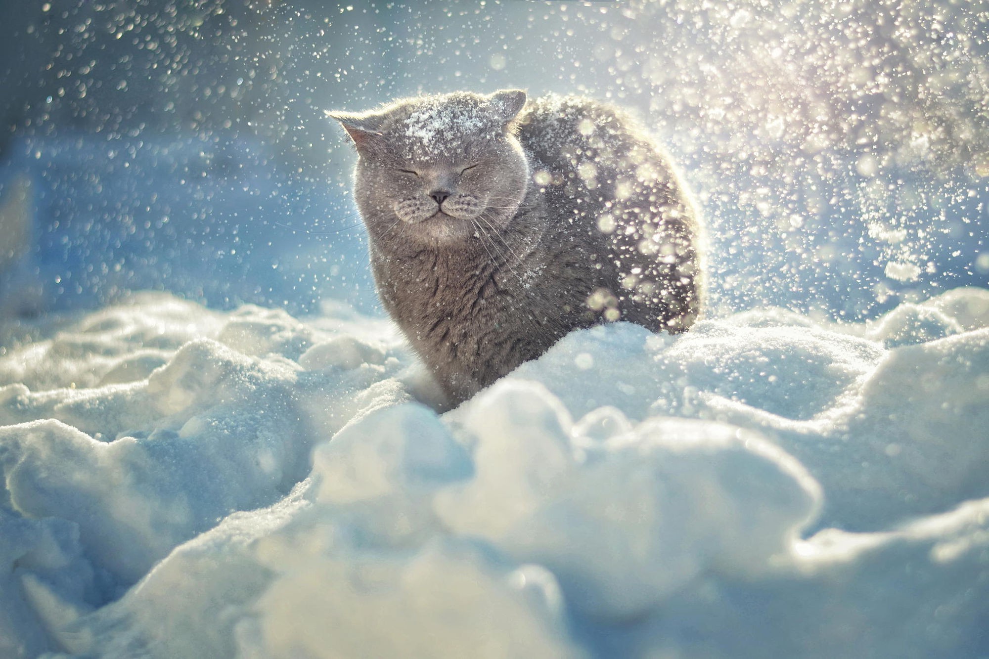 Cat In Snow Desktop Wallpapers