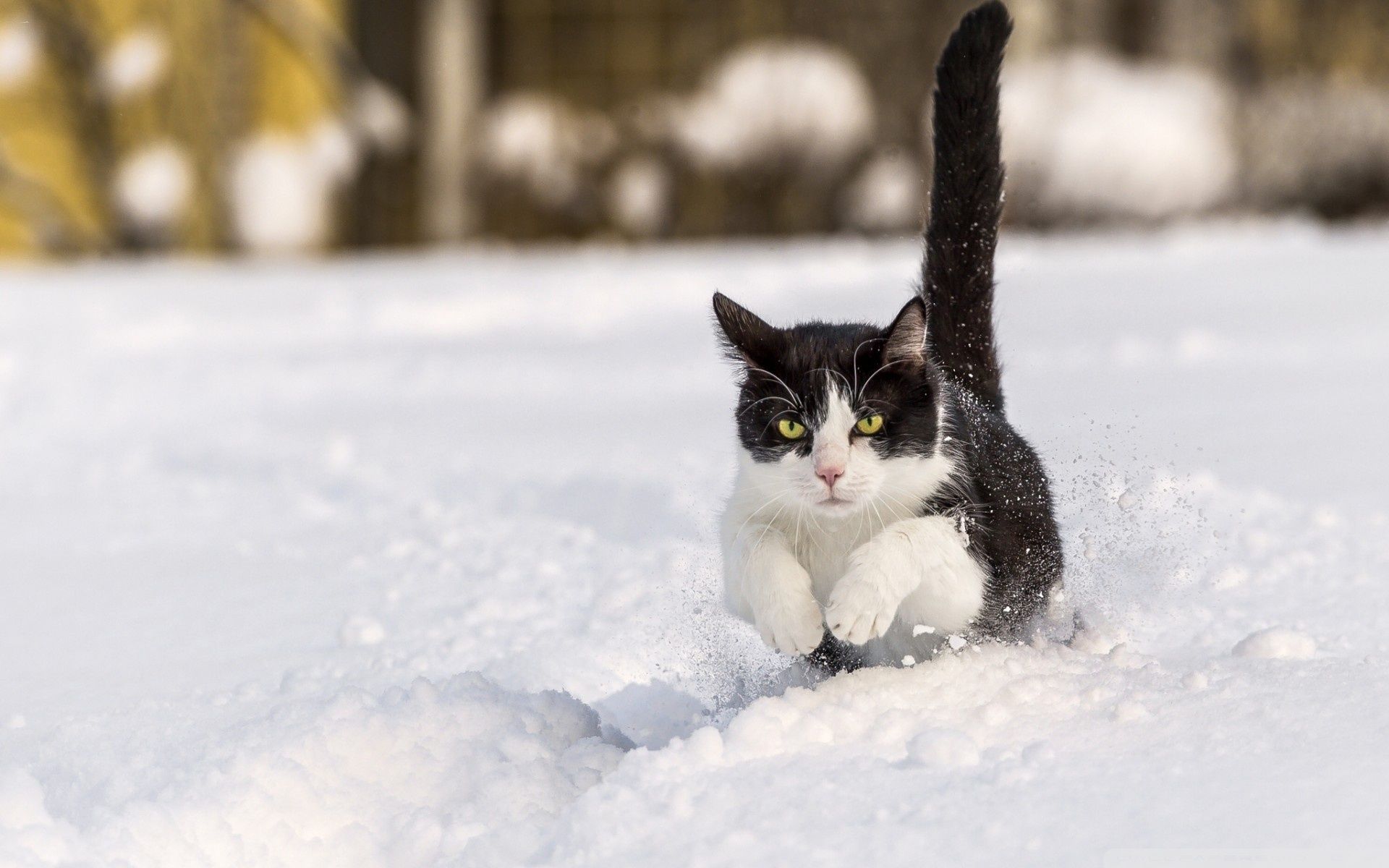 Cat In Snow Desktop Wallpapers