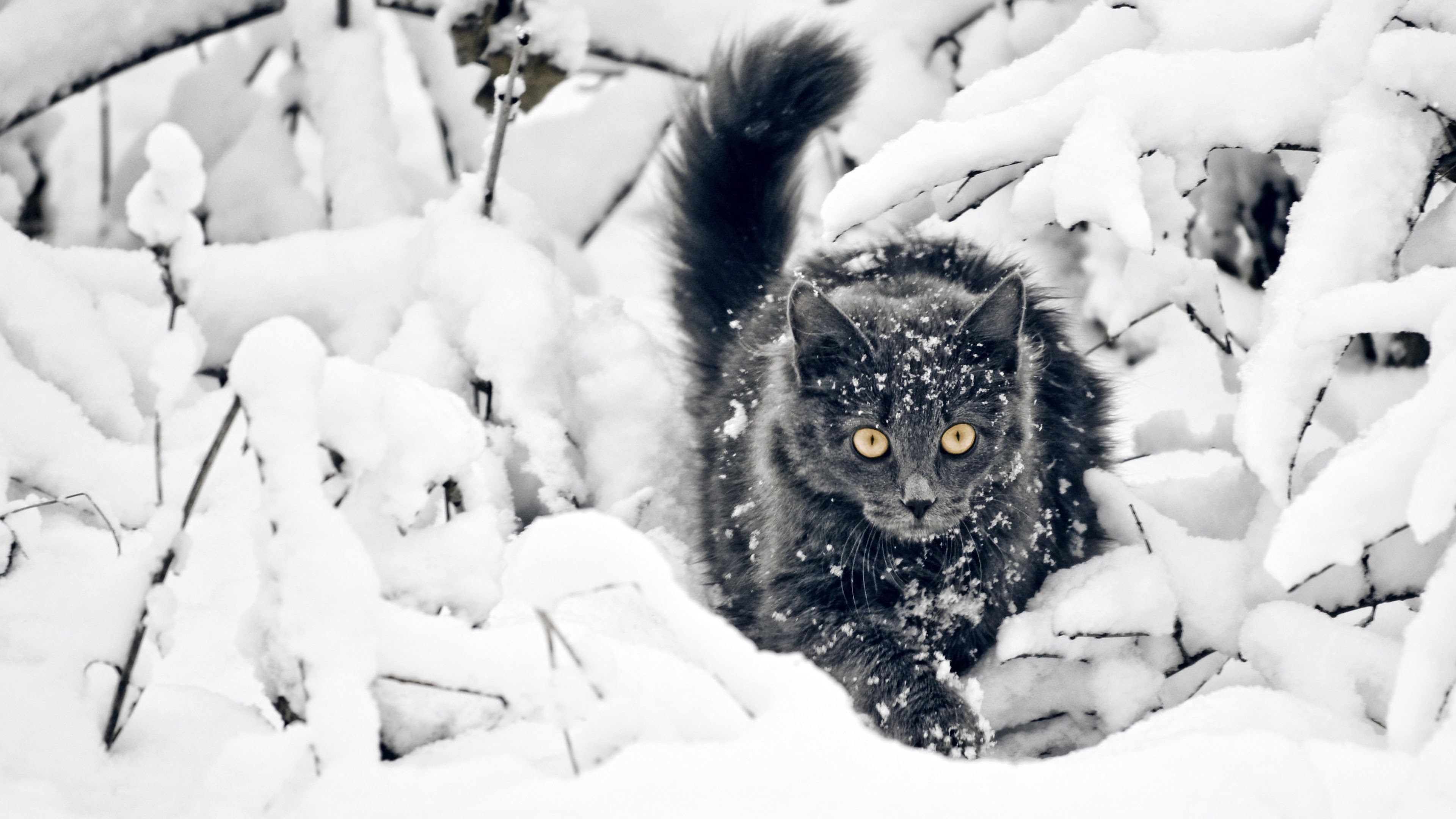 Cat In Snow Desktop Wallpapers