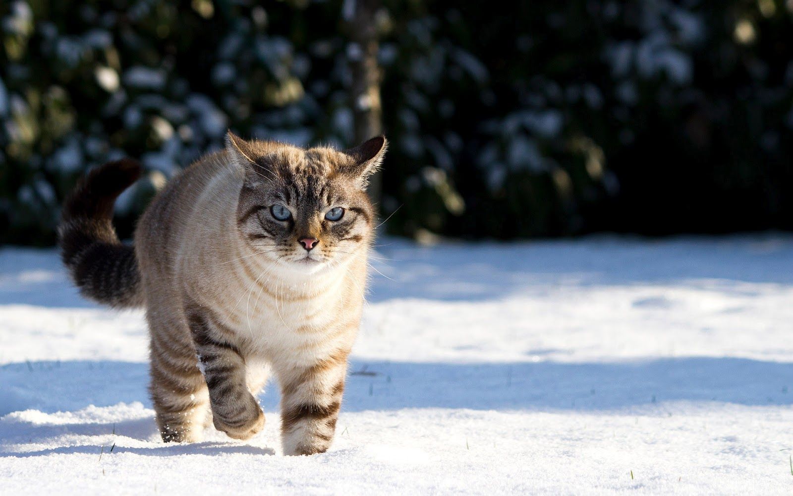 Cat In Snow Desktop Wallpapers