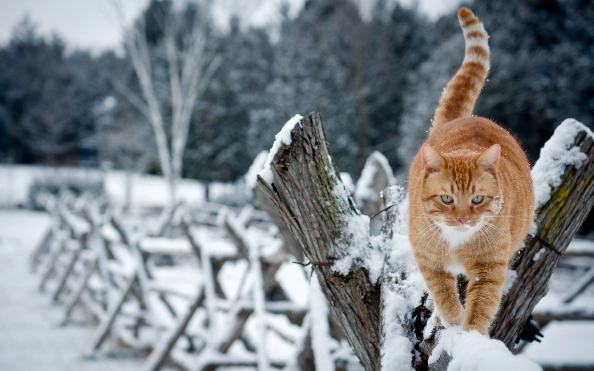 Cat In Snow Desktop Wallpapers