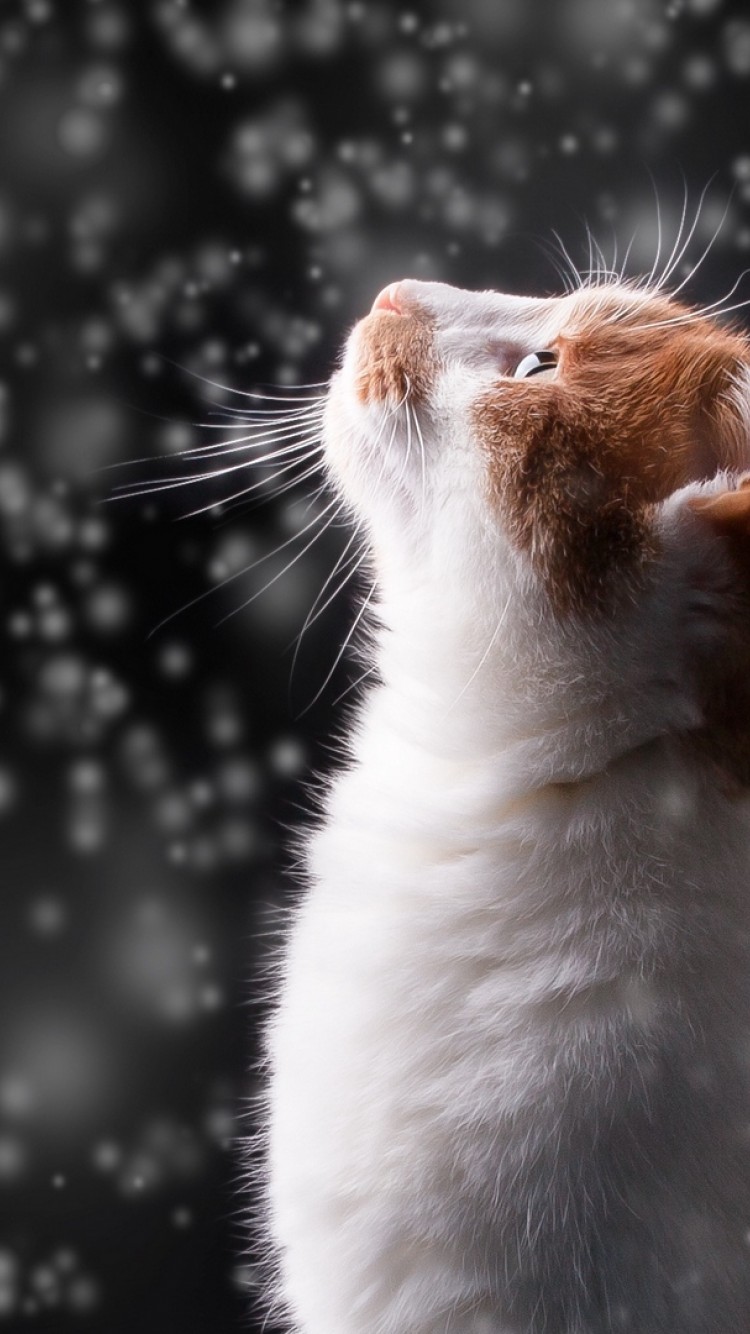 Cat In Snow Desktop Wallpapers