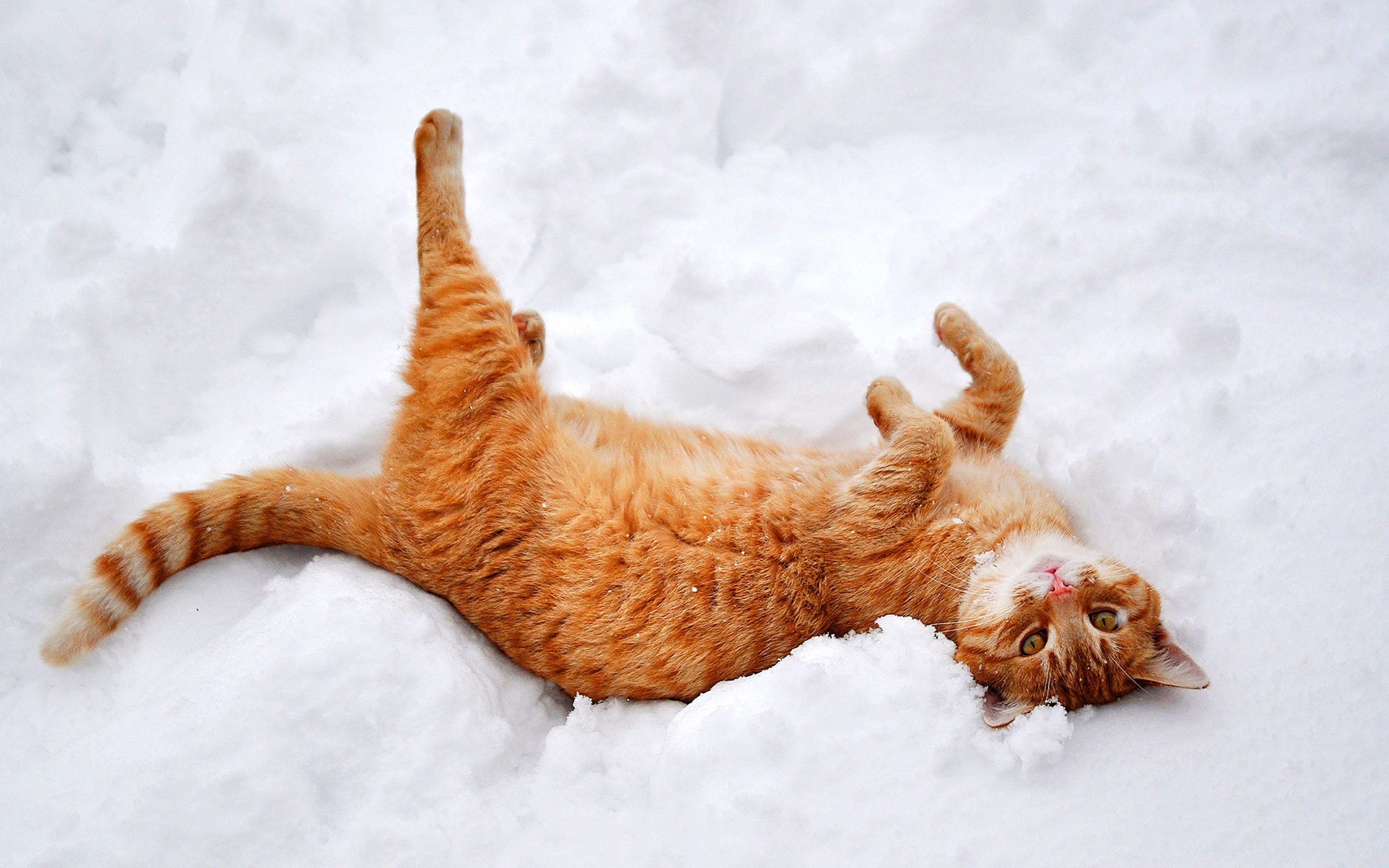 Cat In Snow Desktop Wallpapers