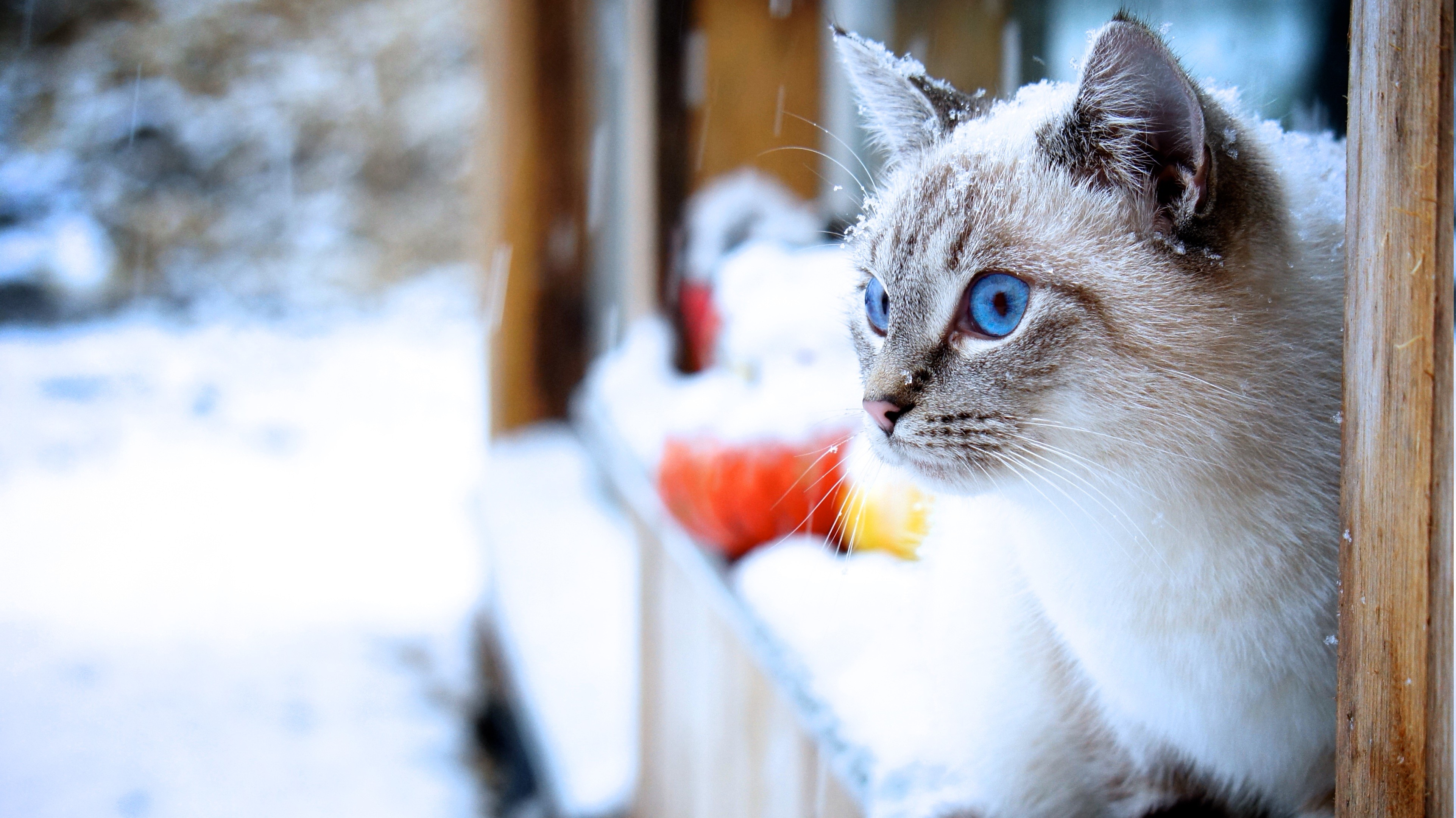 Cat In Snow Desktop Wallpapers