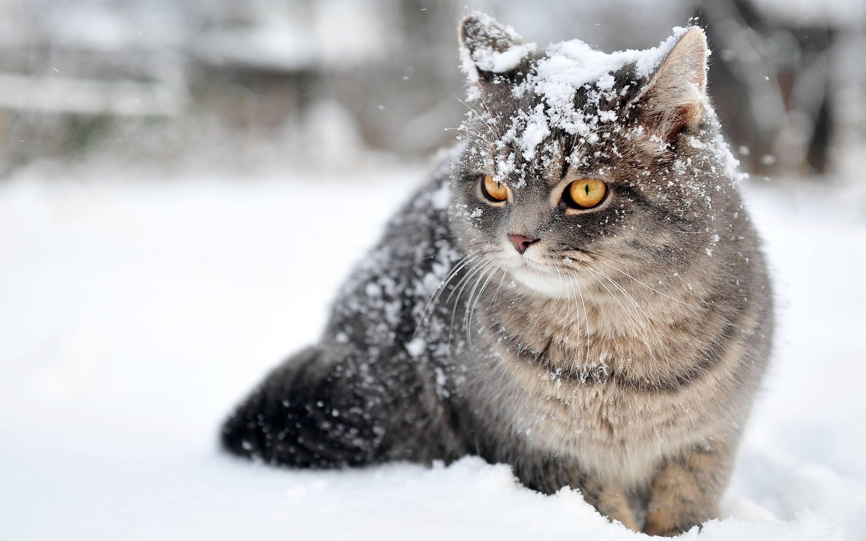 Cat In Snow Desktop Wallpapers