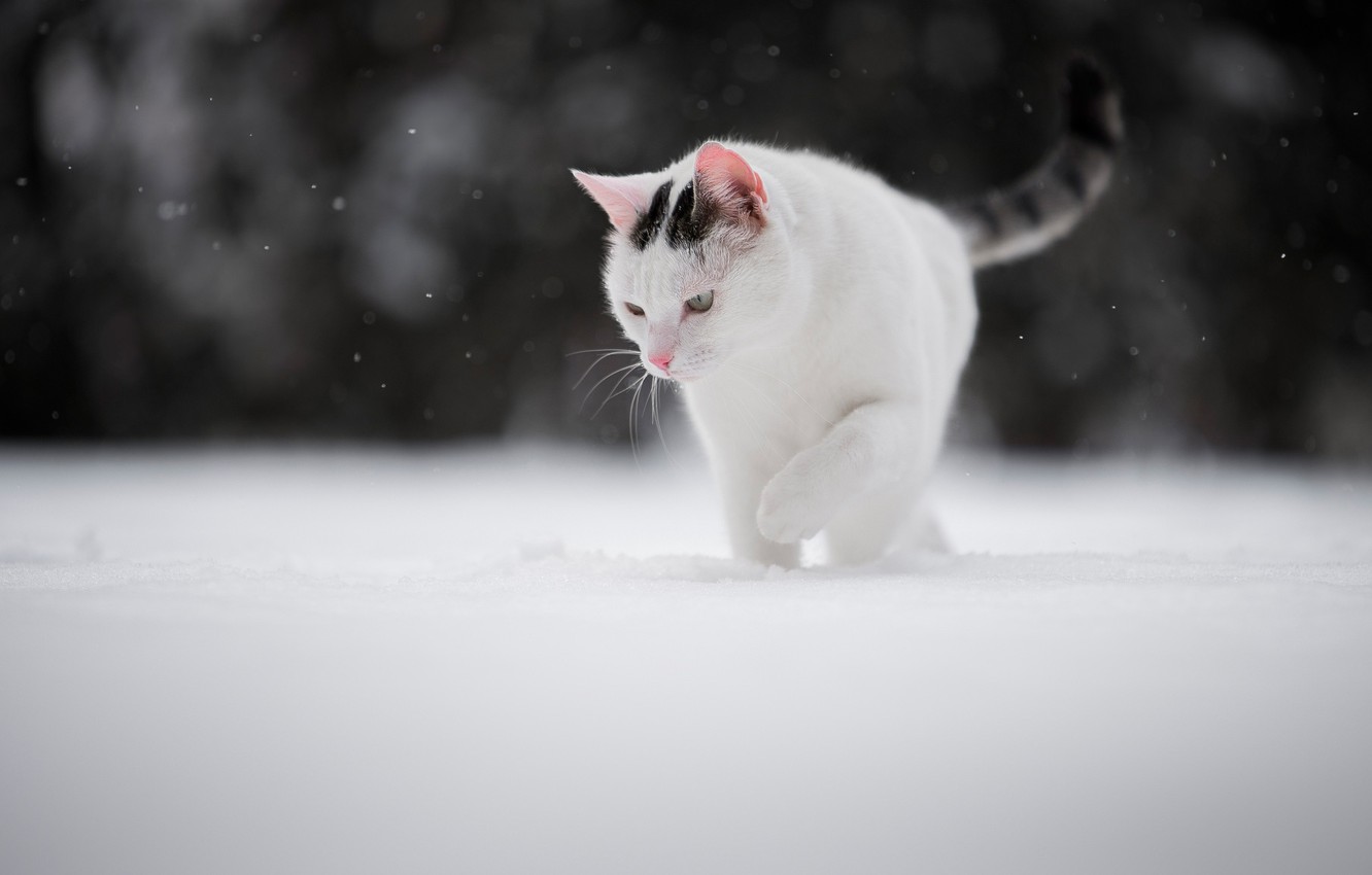 Cat In Snow Desktop Wallpapers