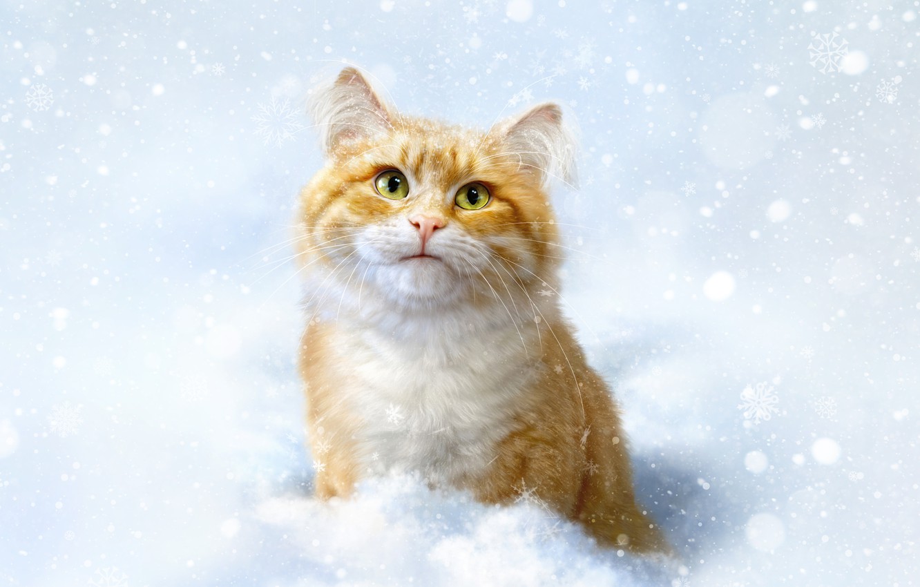 Cat In Snow Desktop Wallpapers